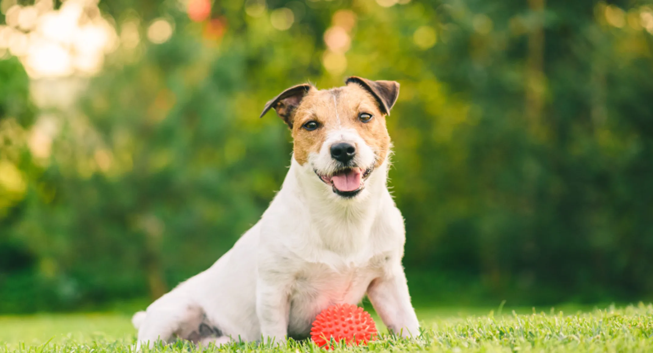 Jack Russell Terrier sitting on green lawn with orange ball